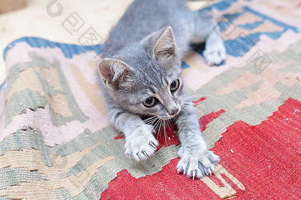 灰色小猫玩抓住地毯