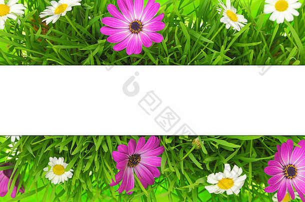 横幅草粉红色的白色花背景