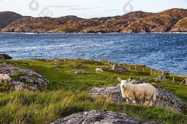 美丽的视图半岛艾哈迈尔维奇洛钦弗高地苏格兰