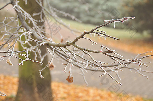 细节树覆盖霜
