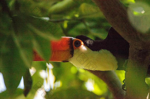 华美巨嘴鸟被称为ramphastos华美发现森林南美国