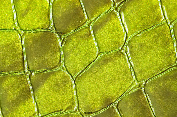 纹理真正的皮革特写镜头压花皮肤绿色植物鳄鱼现代模式壁纸横幅设计的地方