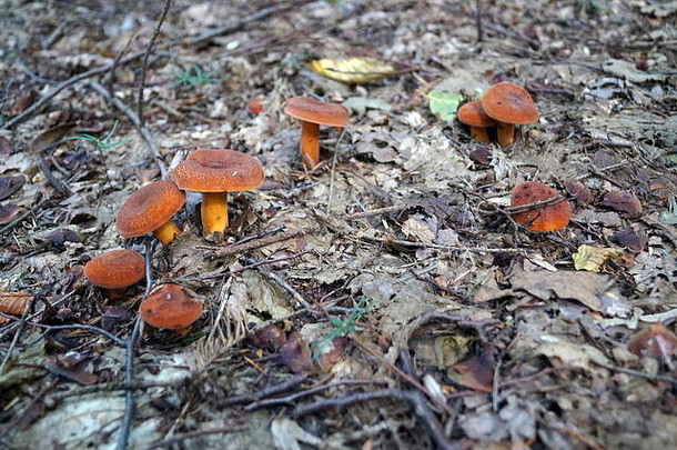 蘑菇橙色帽子腿成长森林阳光明媚的夏天一天