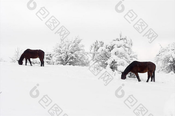 马放牧冬天搜索草雪