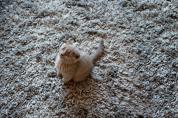 婴儿苏格兰褶皱猫羊毛地毯背景
