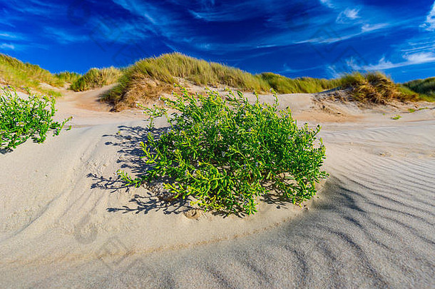 特写镜头里德草植物沙子沙丘北海海岸比利时
