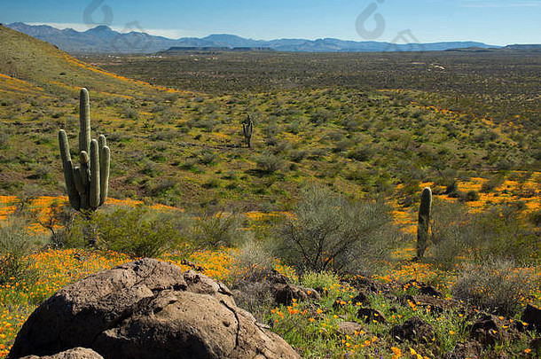 春天超级布鲁姆橄榄石表索诺兰沙漠沙漠三卡洛斯apache国家亚利桑那州美国