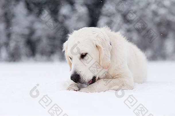 金寻回犬铺设雪舔冰
