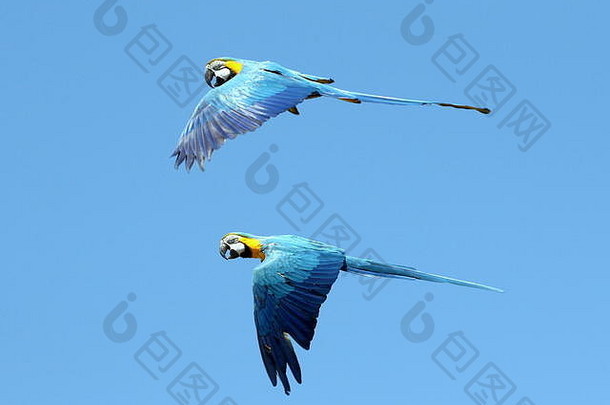 一对南美国蓝色的黄色的金刚鹦鹉破阿拉鲁纳关闭飞行蓝色的黄金金刚鹦鹉