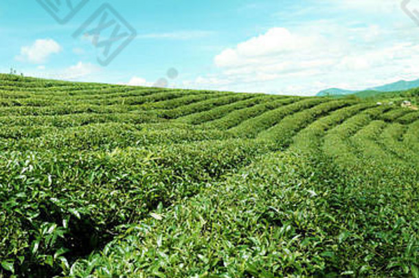 绿色茶场年林盾越南南