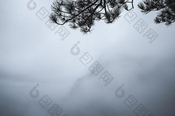 松树分支机构轮廓蓝色的多雾的山景观