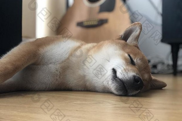 芝犬儒狗睡觉地板上