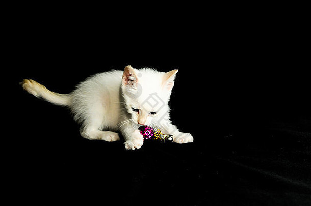 白色年轻的婴儿猫