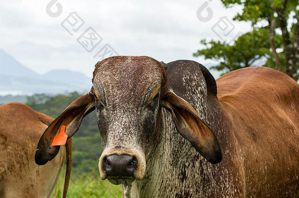 肖像拍摄<strong>大年</strong>轻的牛热带科斯塔黎加