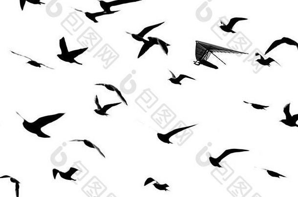 轮廓群海鸥挂滑翔机飞行白色背景
