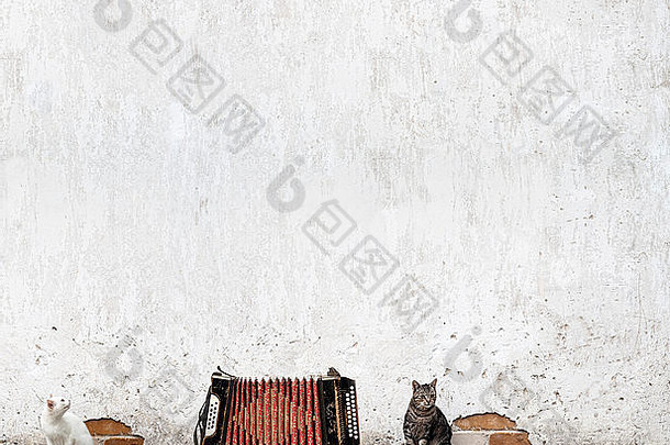 手风琴猫