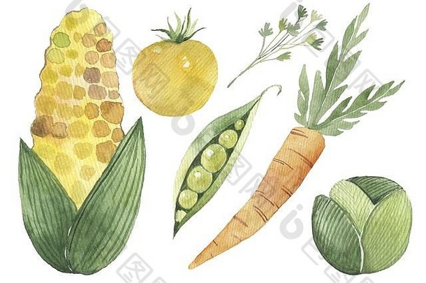新鲜的蔬菜有机食物集生活孤立的白色背景插图