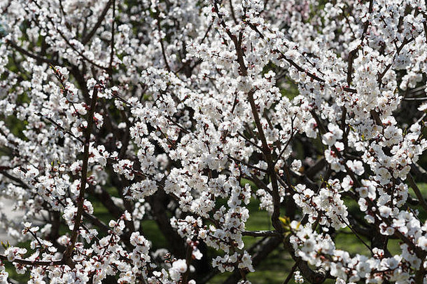 盛开的白色樱花宏照片美丽的花嫩枝樱桃木