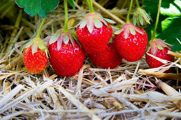 成熟的草莓准备好了收获