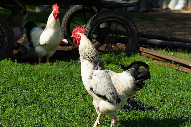 公鸡母鸡绿色草农场阳光明媚的夏天一天农场场景