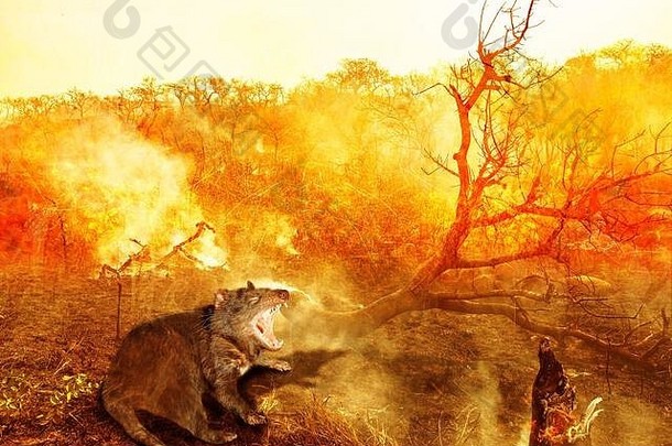 澳大利亚野生动物森林大火塔斯马尼亚塔斯马尼亚魔鬼火烟背景概念上的全球气候变暖自然灾难