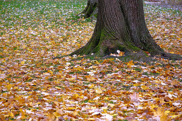 树树干根覆盖厚毯子下降叶子强烈的秋天颜色