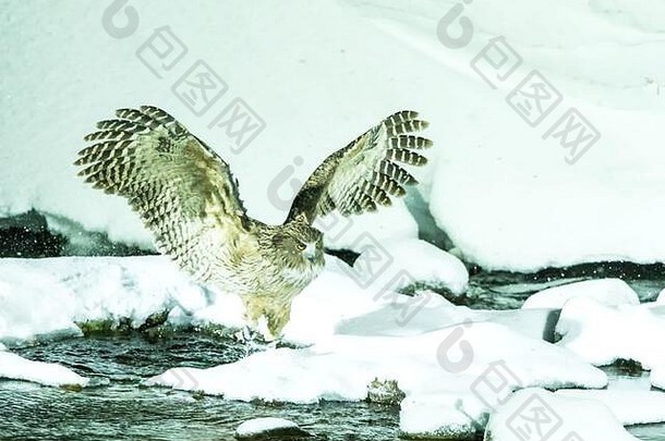 blakiston的鱼猫头鹰鸟狩猎鱼冷水溪独特的自然美北海道日本观鸟冒险亚洲大钓鱼鸟