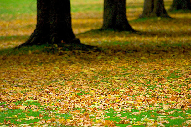 关闭视图下降叶子大道树秋天