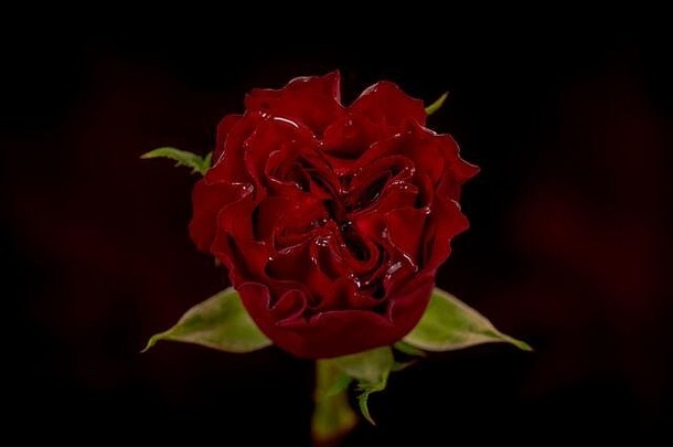 关闭花束心花园玫瑰各种工作室拍摄红色的花