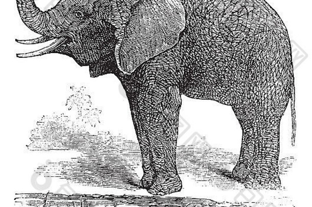 非洲布什大象学名Loxodonta非洲古董雕刻刻插图非洲布什大象
