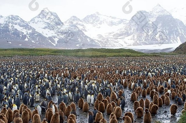 巨大的王企鹅殖民地数以千万计成千上万的人个人萨尔斯伯里平原南乔治亚州