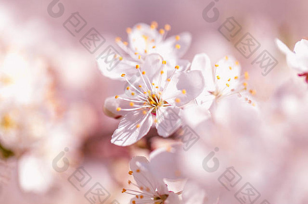 粉红色的樱花花布鲁姆春天季节古董甜蜜的樱桃开花软语气纹理背景