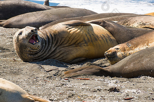 恼怒的南部大象海豹米龙加利奥尼娜黄金港口南乔治亚州南极洲