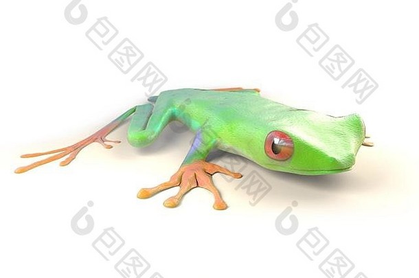 红色的眼树青蛙热带热带雨林科斯塔黎加孤立的白色红眼callidrias插图