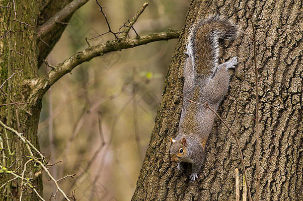 图像灰色松鼠旅行树显示回来脚不在他身上度维护控制树皮爪子