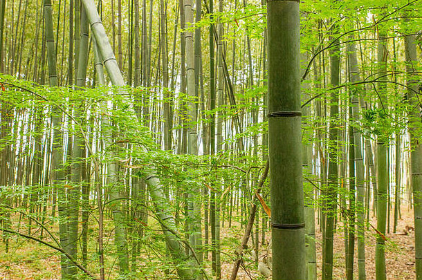 竹子森林日本