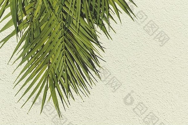 夏天摘要摄影棕榈叶白色墙时尚的热带地区背景复制空间