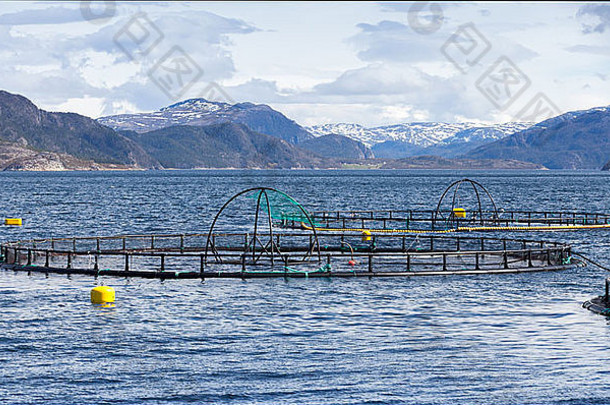 挪威鱼农场大马哈鱼日益增长的开放水