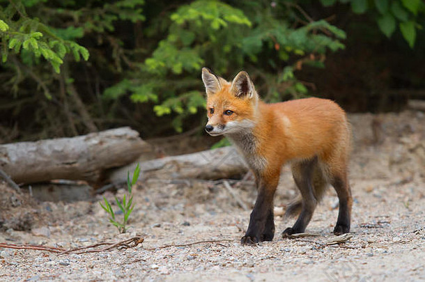 红色的狐狸狐狐工具包走污垢路阿冈昆公园加拿大