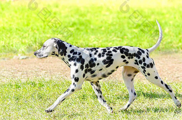 年轻的美丽的达尔马提亚狗运行草独特的白色黑色的点外套警报