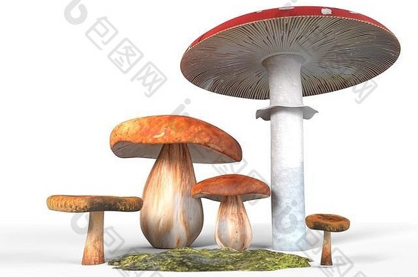 cep证书帕罗西汀安妮塔致幻剂蘑菇莫斯孤立的白色插图