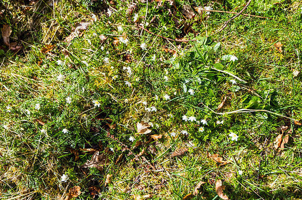 木海葵海葵nemorosa日益增长的山坡上克雷格梅盖德ardvasar高地苏格兰