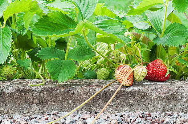 草莓卷须日益增长的花园床上