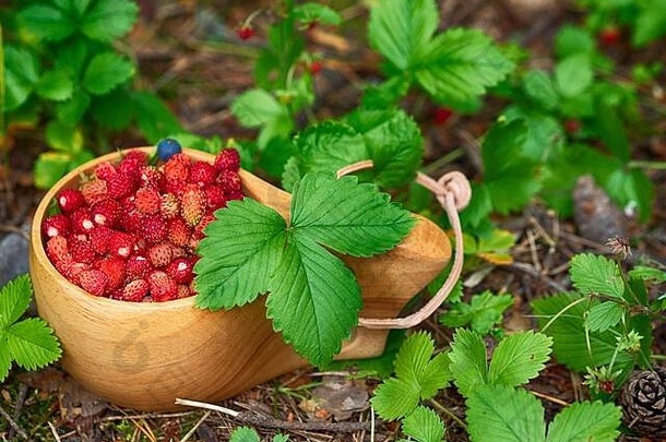 木杯野生<strong>草莓</strong>森林传统的木芬兰杯库克萨野生浆果<strong>草莓</strong>快乐