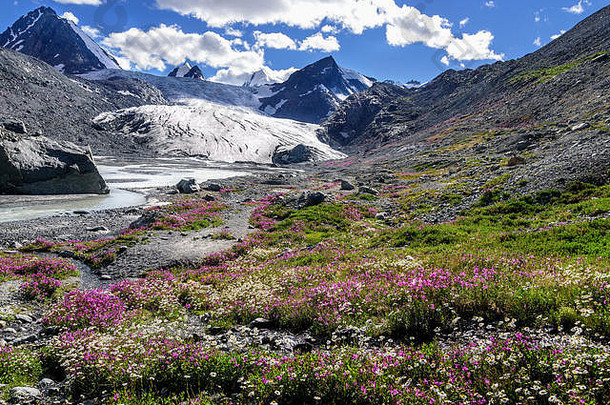 色彩斑斓的视图索菲娅冰川河指出雪山峰山明亮的花洋甘菊willow-tea阳光明媚的数目