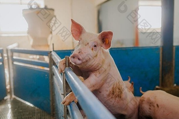 猪<strong>脏乱</strong>的地方牲畜猪肉生产