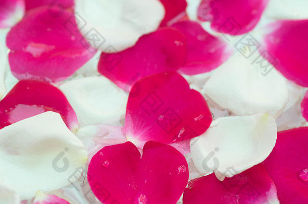 白色粉红色的红色的玫瑰flowerpetals水特写镜头