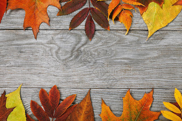 框架秋天叶子位于底前木董事会复制空间前视图