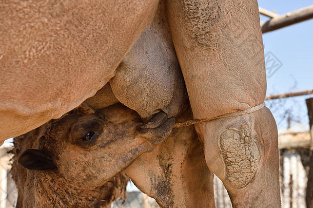 小腿喂养乳房克制护理妈妈。骆驼农场shymkent哈萨克斯坦