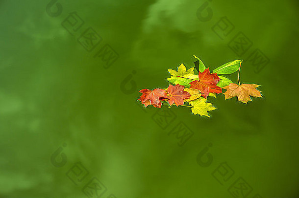 彩色叶子浮动绿色水秋天